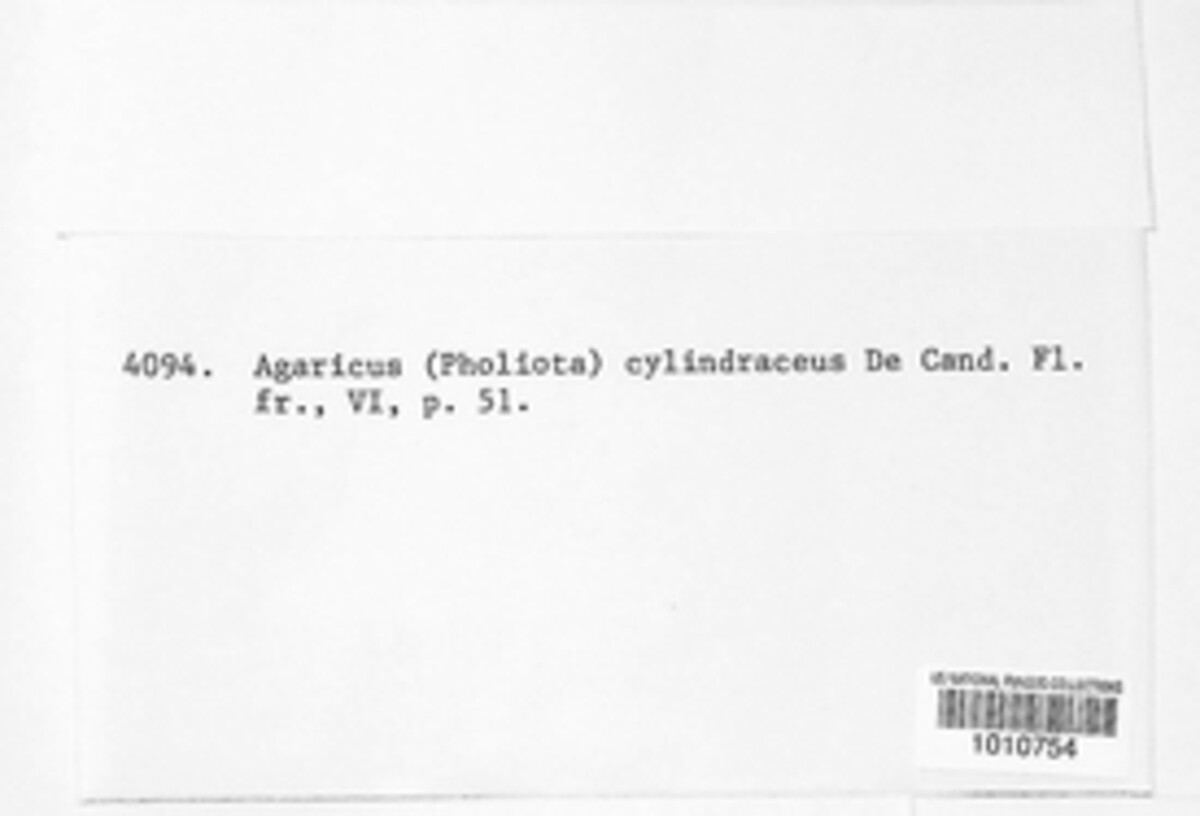 Cyclocybe cylindracea image